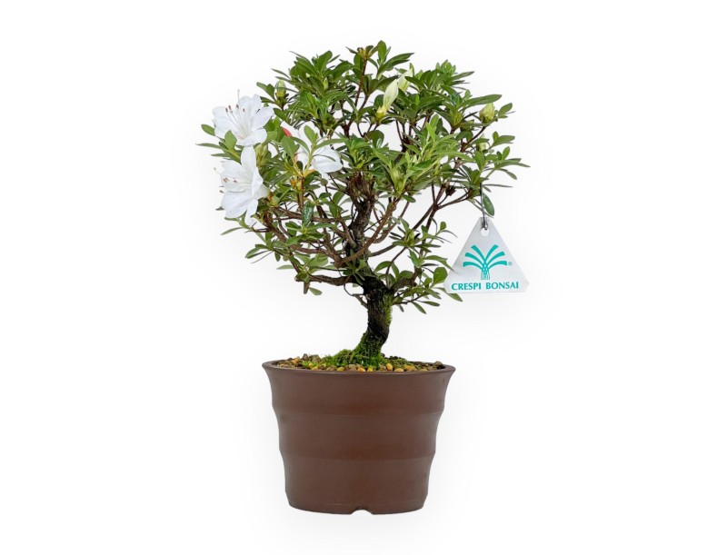 Rhododendron Indicum - Azalée - 26 cm