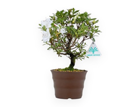 Rhododendron Indicum - Azalea - 26 cm