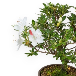 Rhododendron Indicum - Azalea - 26 cm