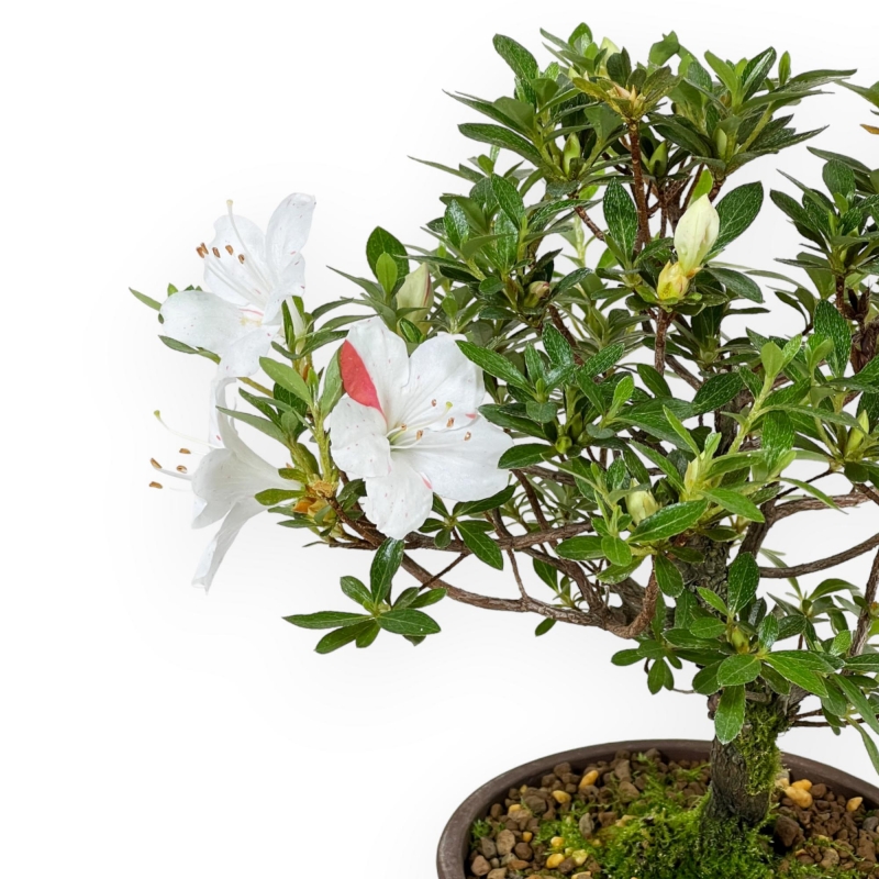 Rhododendron Indicum - Azalea - 26 cm