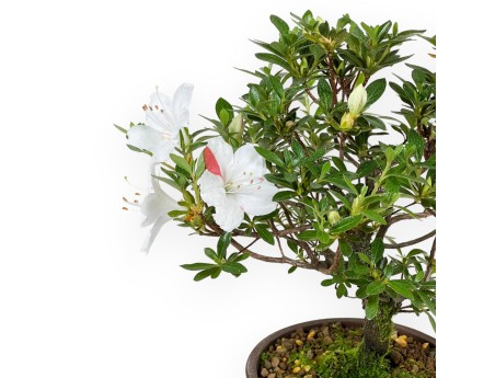 Rhododendron Indicum - Azalea - 26 cm