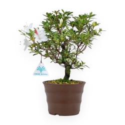 Rhododendron Indicum - Azalea - 26 cm