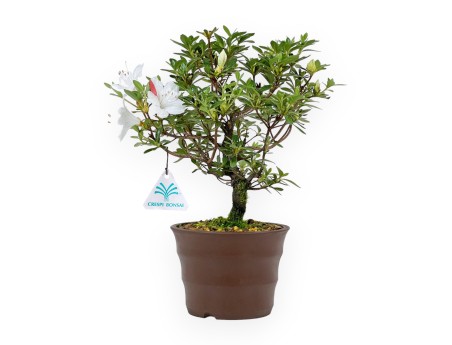 Rhododendron Indicum - Azalea - 26 cm