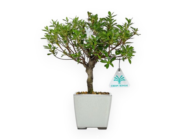 Rhododendron Indicum - Azalée - 27 cm