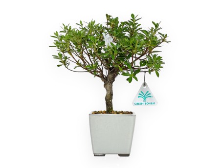 Rhododendron Indicum - Azalée - 27 cm