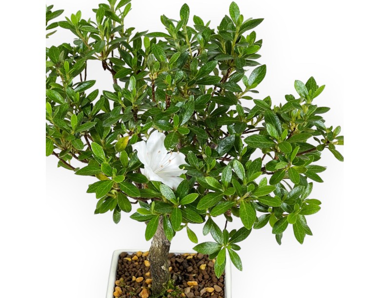 Rhododendron Indicum - Azalée - 27 cm