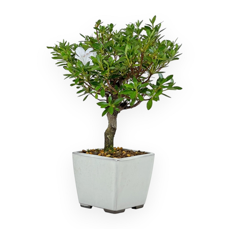 Rhododendron Indicum - Azalea - 27 cm