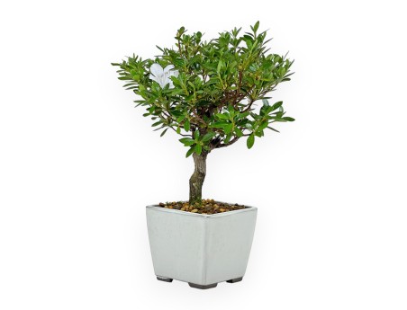 Rhododendron Indicum - Azalée - 27 cm