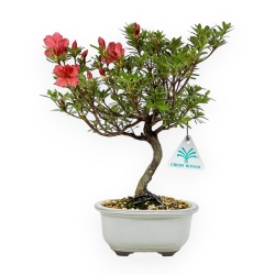 Rhododendron Indicum - Azalea - 30 cm