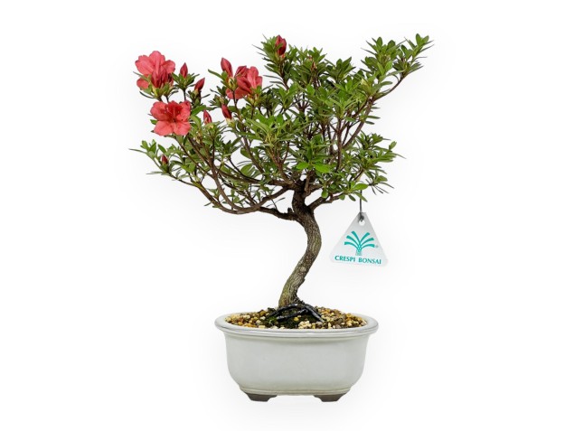 Rhododendron Indicum - Azalée - 30 cm