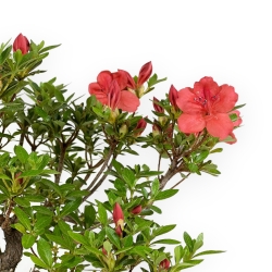 Rhododendron Indicum - Azalea - 30 cm