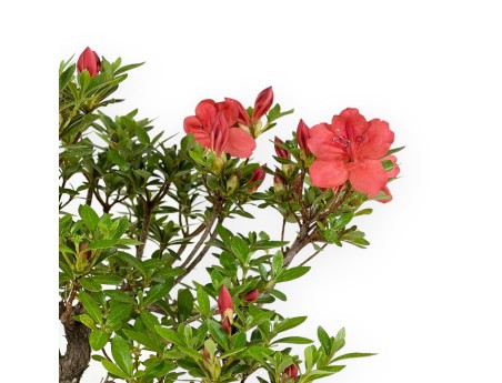 Rhododendron Indicum - Azalée - 30 cm