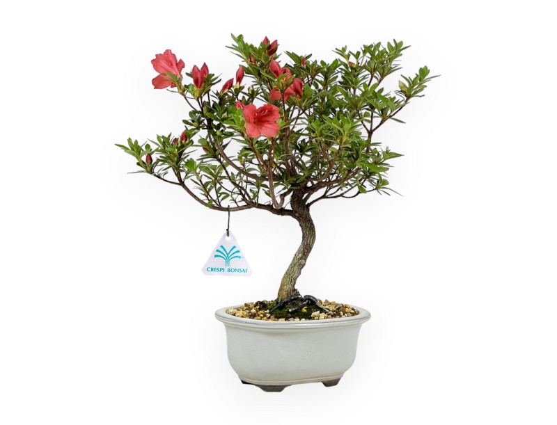 Rhododendron Indicum - Azalée - 30 cm