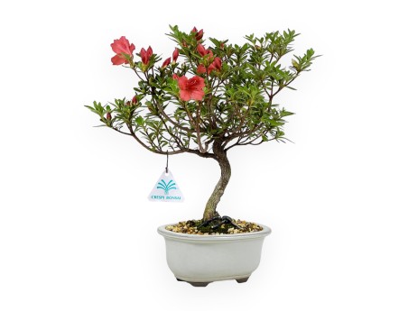 Rhododendron Indicum - Azalée - 30 cm