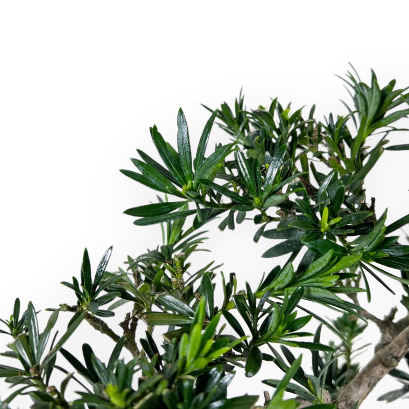 Podocarpus Macrophylla - 37 cm