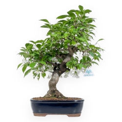 Styrax japonica - Japanese snowbell - 54 cm