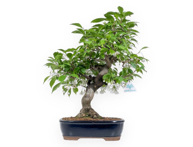 Styrax japonica - Styrax du Japon - 54 cm