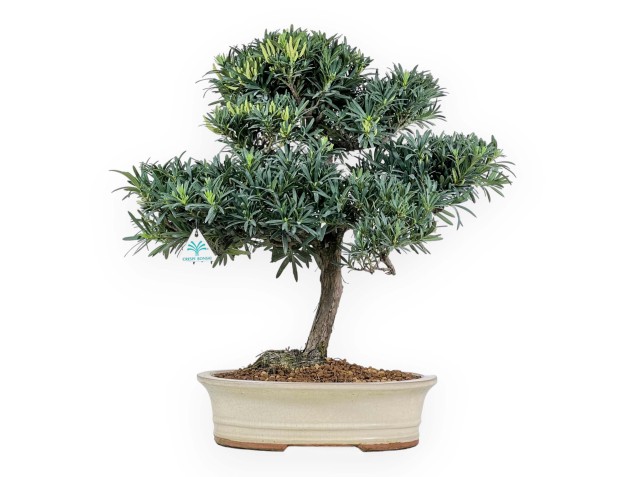 Podocarpus Macrophylla - Podocarpe - 56 cm