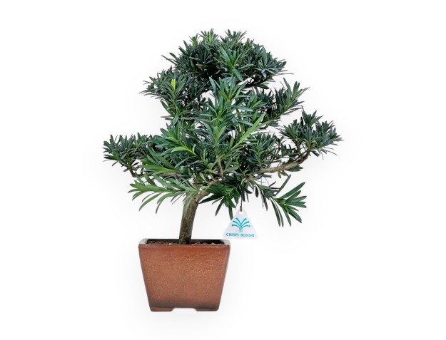 Podocarpus Macrophylla - Podocarpo - 44 cm