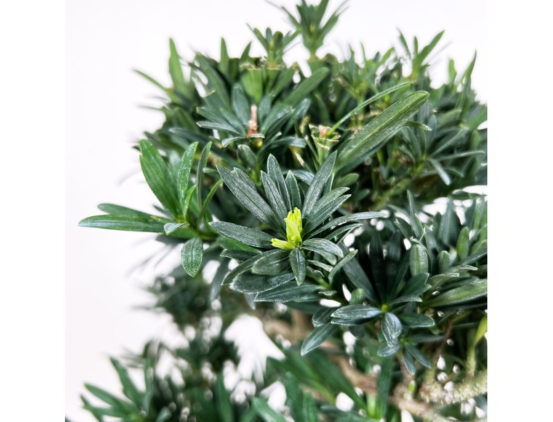 Podocarpus Macrophylla - 44 cm