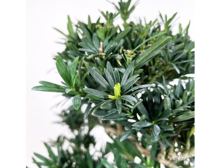Podocarpus Macrophylla - Podocarpo - 44 cm