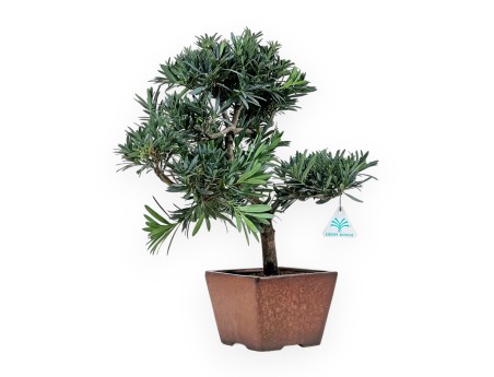 Podocarpus Macrophylla - 44 cm