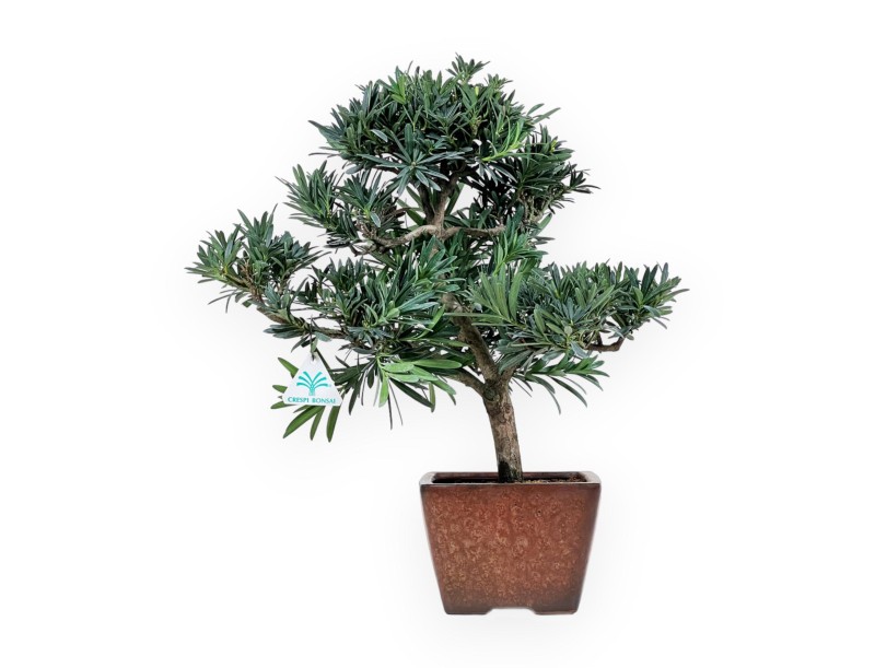 Podocarpus Macrophylla - 44 cm