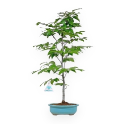 Fagus Crenata - Faggio - 70 cm