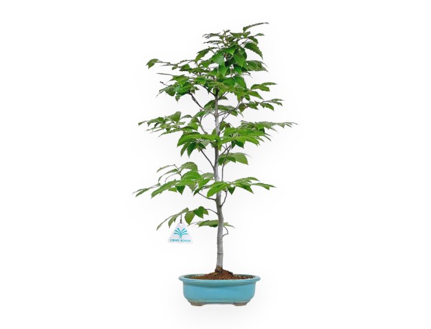 Fagus Crenata - Japanese Beech - 70 cm