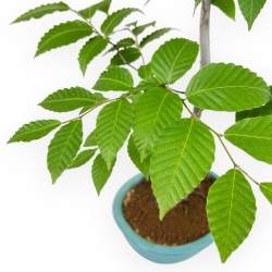 Fagus Crenata - Faggio - 70 cm