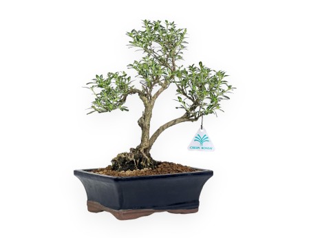 Serissa Foetida Variegata - Serissa - 32 cm