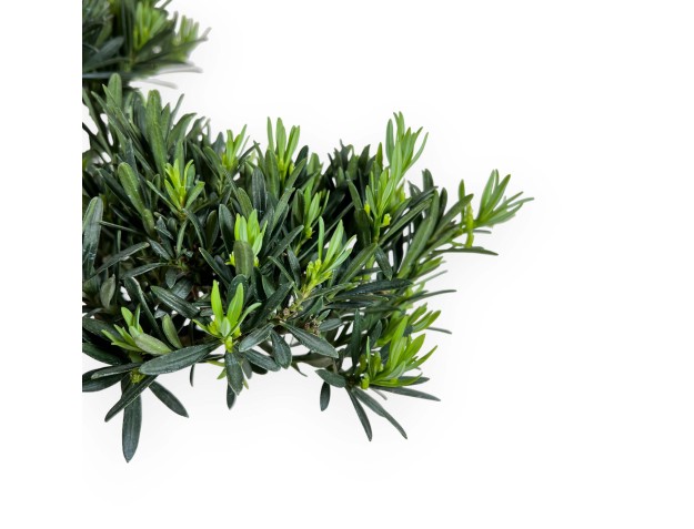 Podocarpus Macrophylla - Podocarpo - 63 cm 2