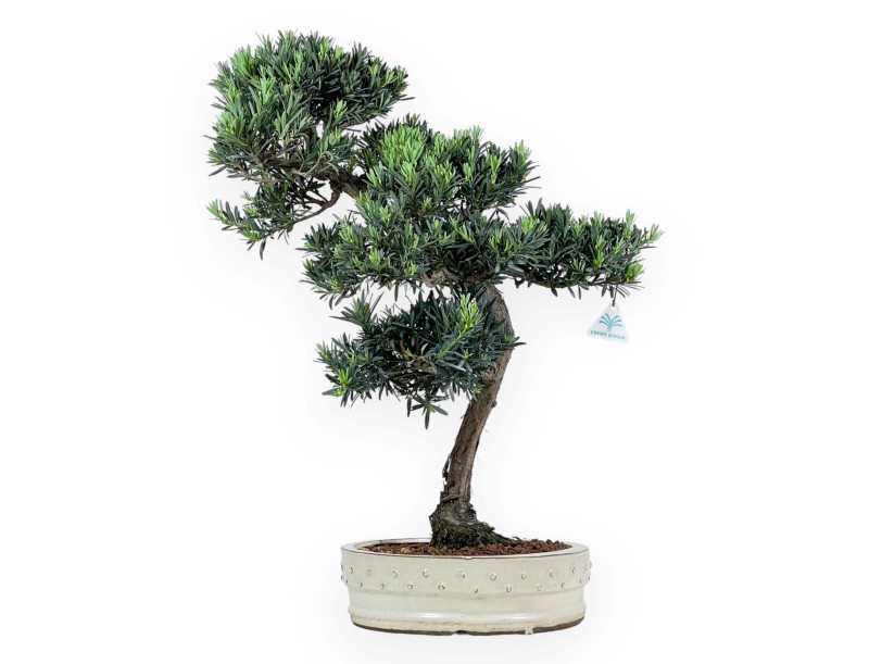 Podocarpus Macrophylla - Podocarpe - 63 cm