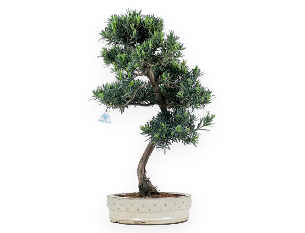 Podocarpus Macrophylla - Podocarpo - 63 cm