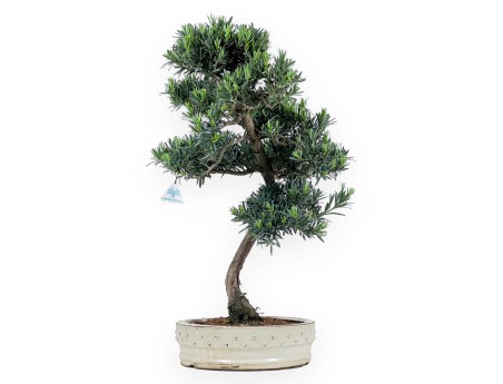 Podocarpus Macrophylla - Podocarpe - 63 cm