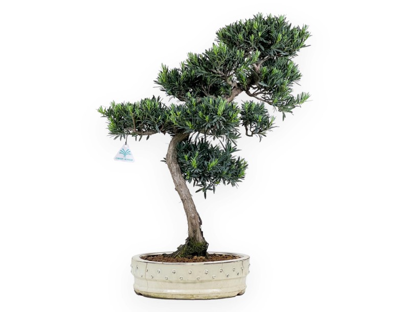 Podocarpus Macrophylla - Podocarpe - 63 cm