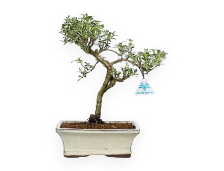 Serissa Foetida Variegata - Serissa - 33 cm