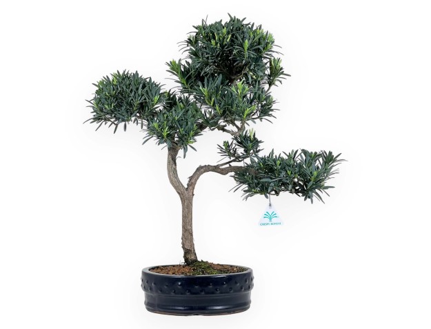 Podocarpus Macrophylla - 55 cm