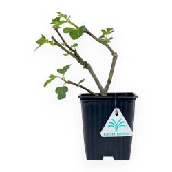 Ficus Carica Brown Turkey - Fico - 21 cm