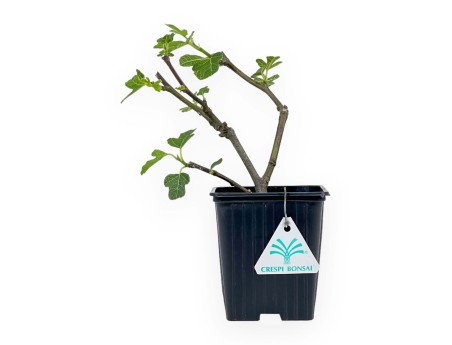 Ficus Carica Brown Turkey - Figuier - 21 cm