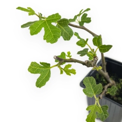 Ficus Carica Brown Turkey - Figuier - 21 cm