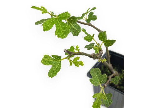 Ficus Carica Brown Turkey - Fig - 21 cm
