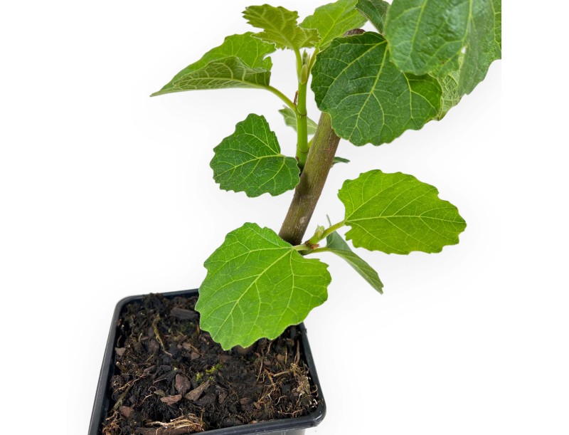 Ficus Carica Violette Dauphine - Fico - 26 cm