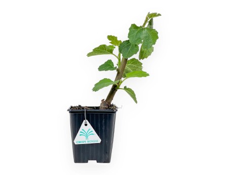 Ficus Carica Violette Dauphine - Figuier - 26 cm