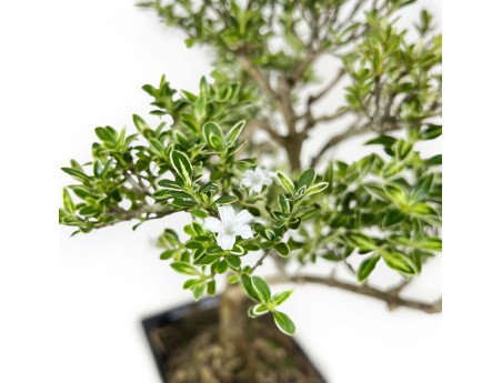 Serissa Foetida Variegata - Serissa - 32 cm