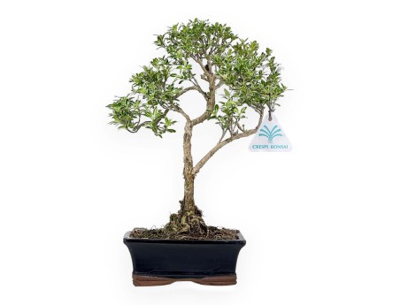 Serissa Foetida Variegata - Serissa - 32 cm