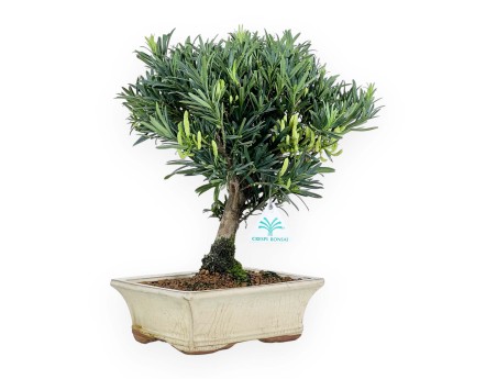 Podocarpus Macrophylla - Podocarpo - 37 cm