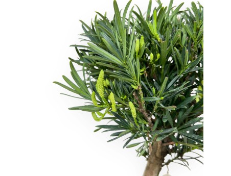 Podocarpus Macrophylla - Podocarpo - 37 cm