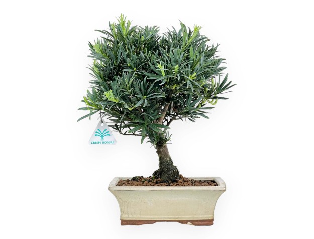 Podocarpus Macrophylla - Podocarp - 37 cm