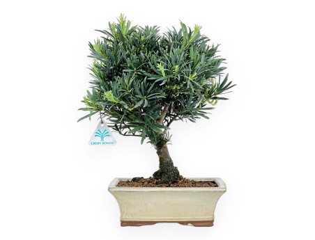 Podocarpus Macrophylla - Podocarpe - 37 cm